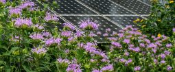 ground installed solar panels garden