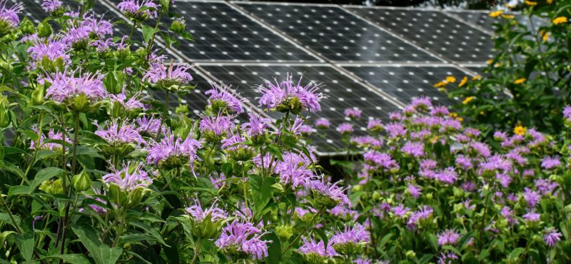 ground installed solar panels garden
